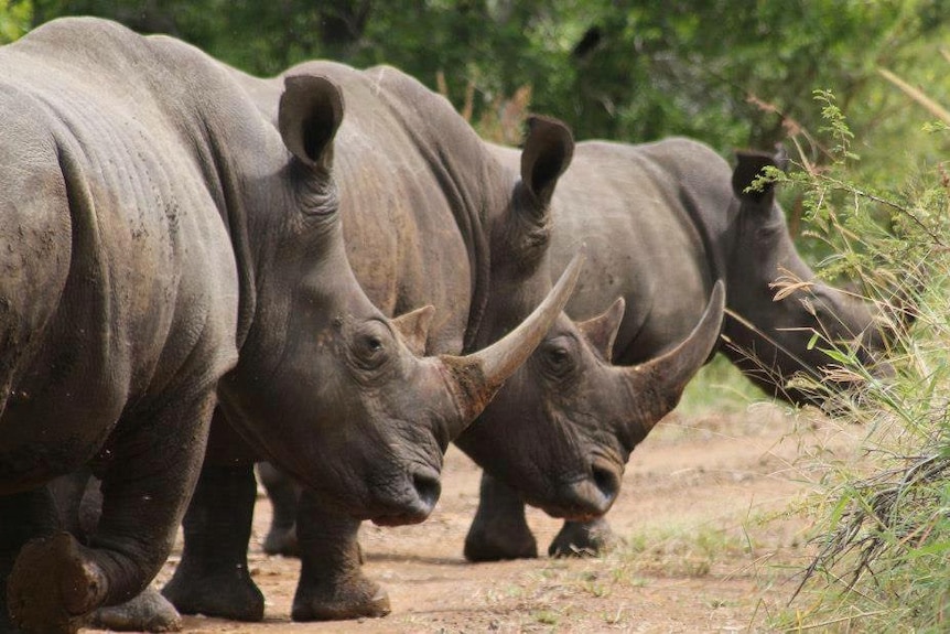 Rhino horn can fetch top money