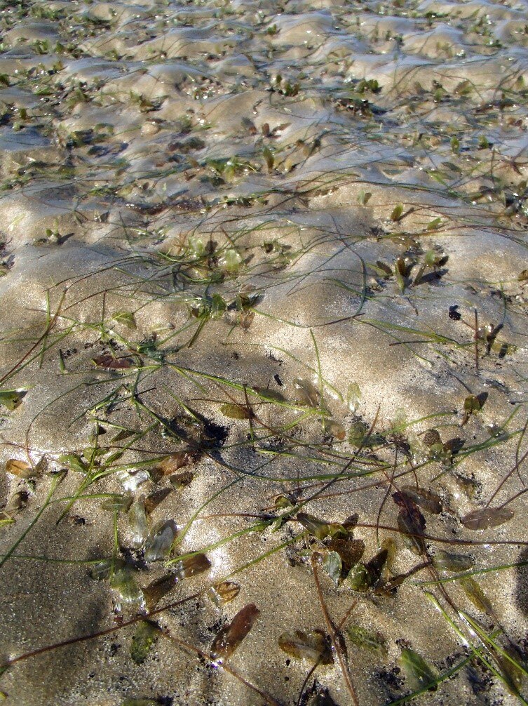 Exposed seagrass meadow on Lilley's Beach