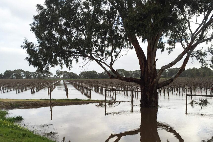 reflections in waters at the flooded Langhorne Creek vineyards