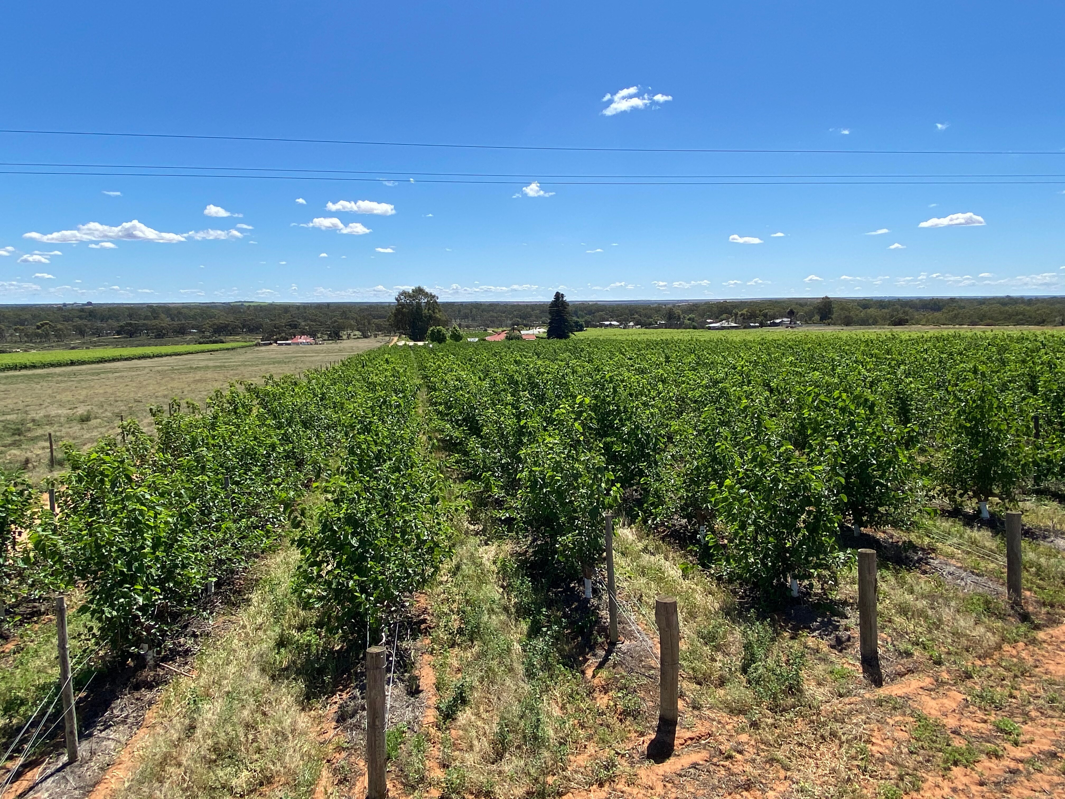 Mulberry farmer pioneers growing techniques to revive ancient fruit's popularity ABC News