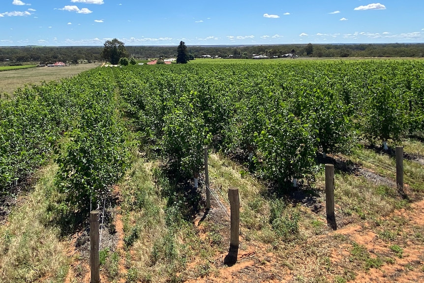 Green plants growing on rows of trellises in gently sloping country landscape