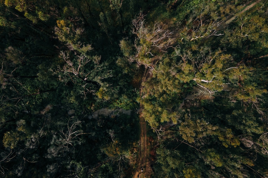 An overhead photo of forest trees 