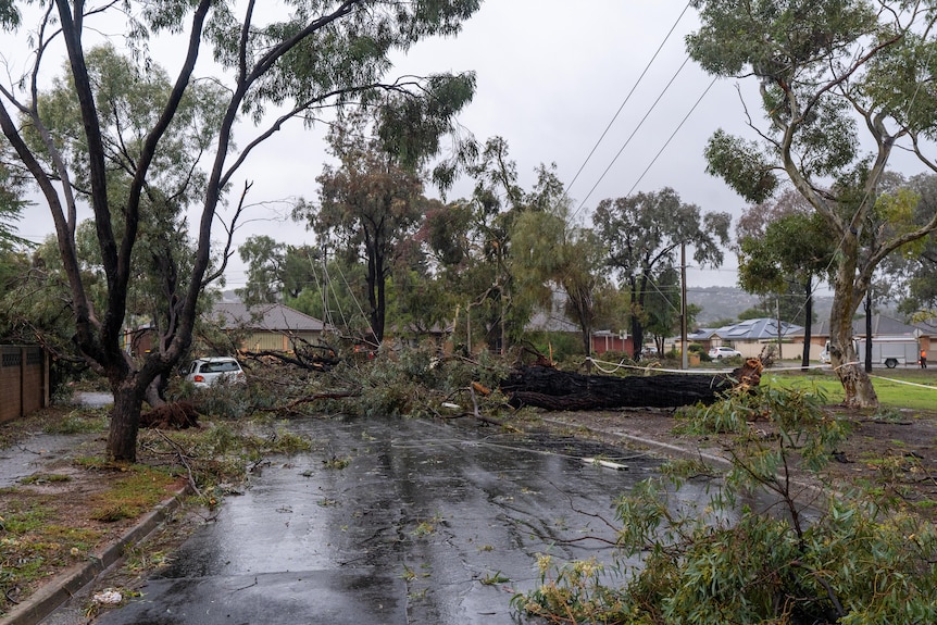 Large trees fallen on a road