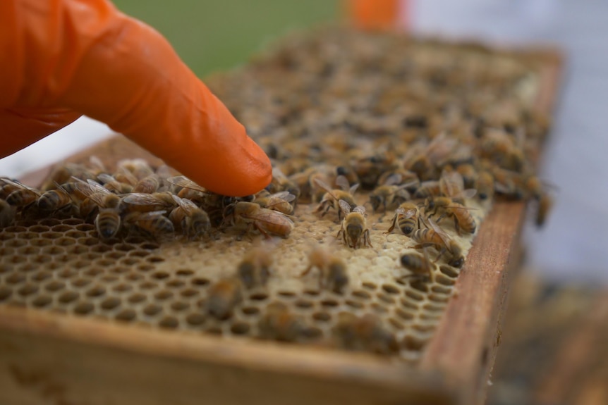 a finger points to a queen been on a beehive frame covered with other bees