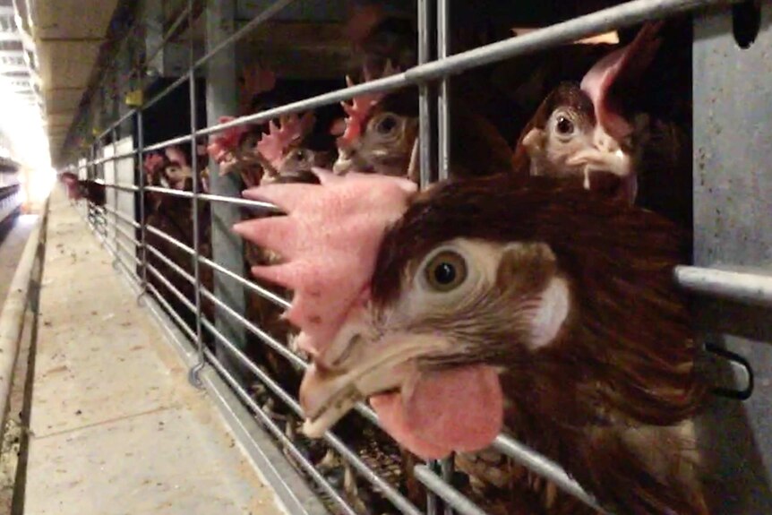 A chicken pokes its head out of a cage