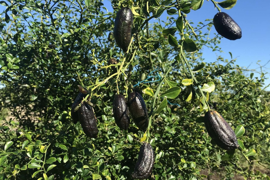 Big fat black coloured finger limes hang from a thorny tree.