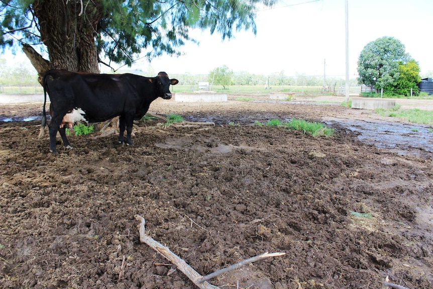 dairy cow in muddy farm