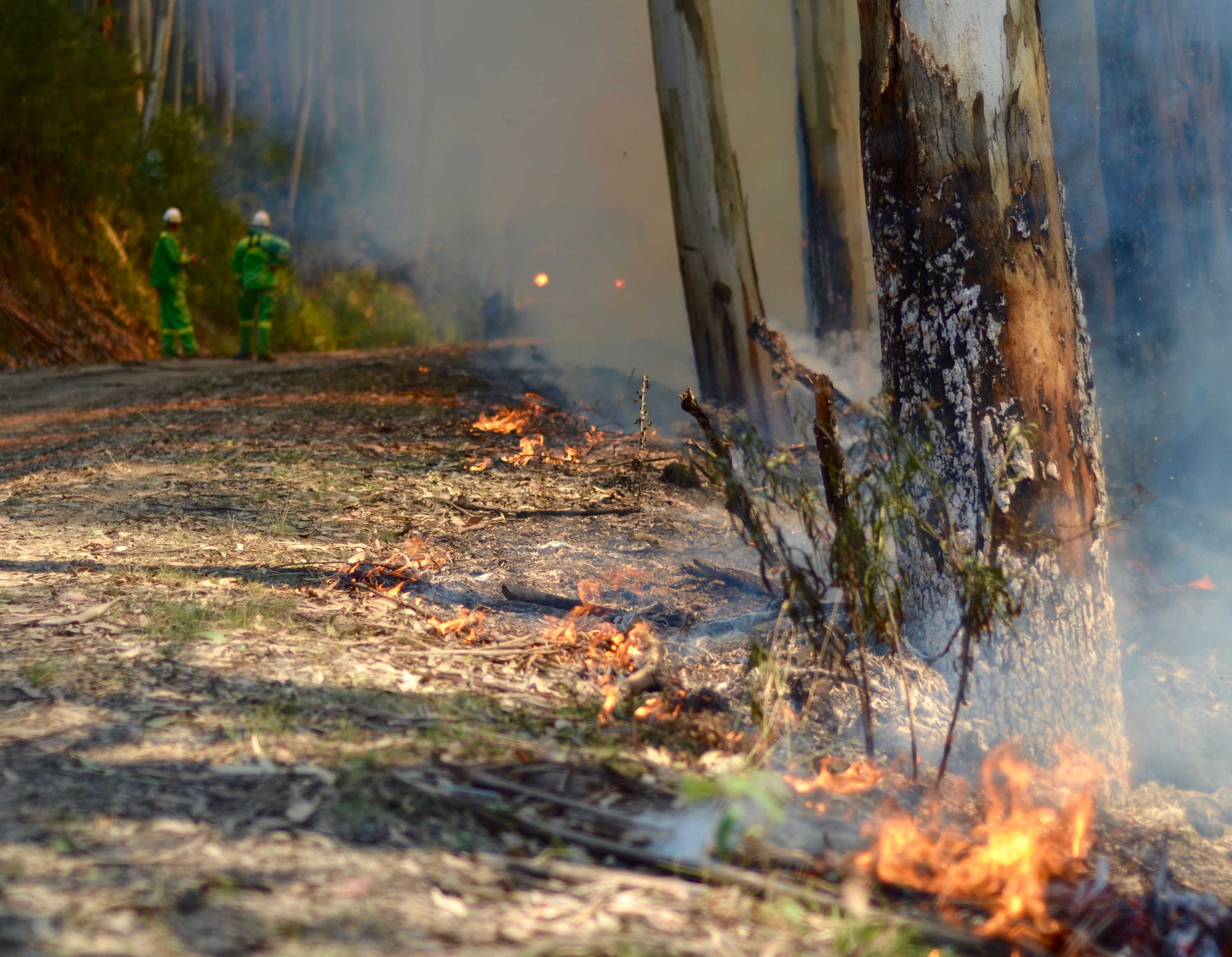 Fire by the side of a road in a planned burn between Kennett River and Wye River.
