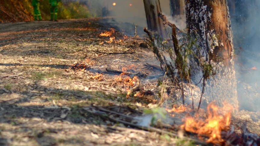 Fire by the side of a road in a planned burn between Kennett River and Wye River.