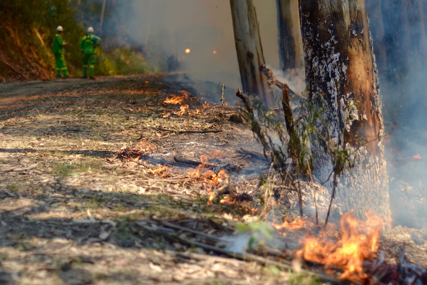 Fire by the side of a road in a planned burn between Kennett River and Wye River.