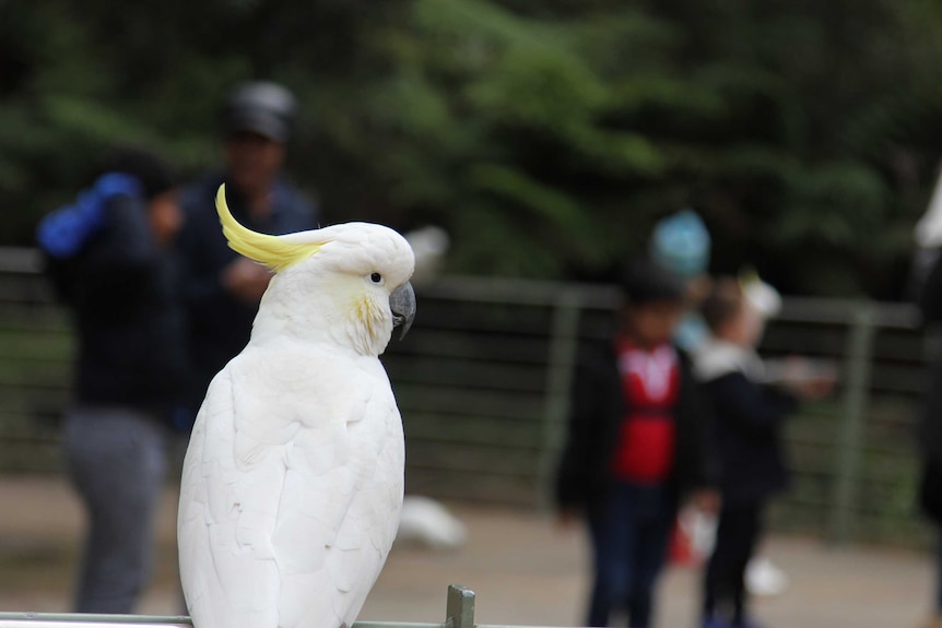 A close up of a bird, people and trees in background