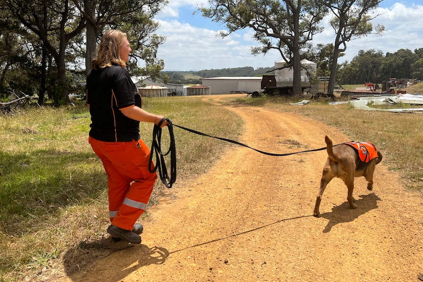 T-bone the dog in uniform on the lead walking to find a person with owner Jodie wearing bright orange pants holding leash