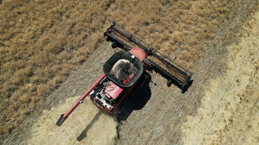 Drone shot of header harvesting standing canola.