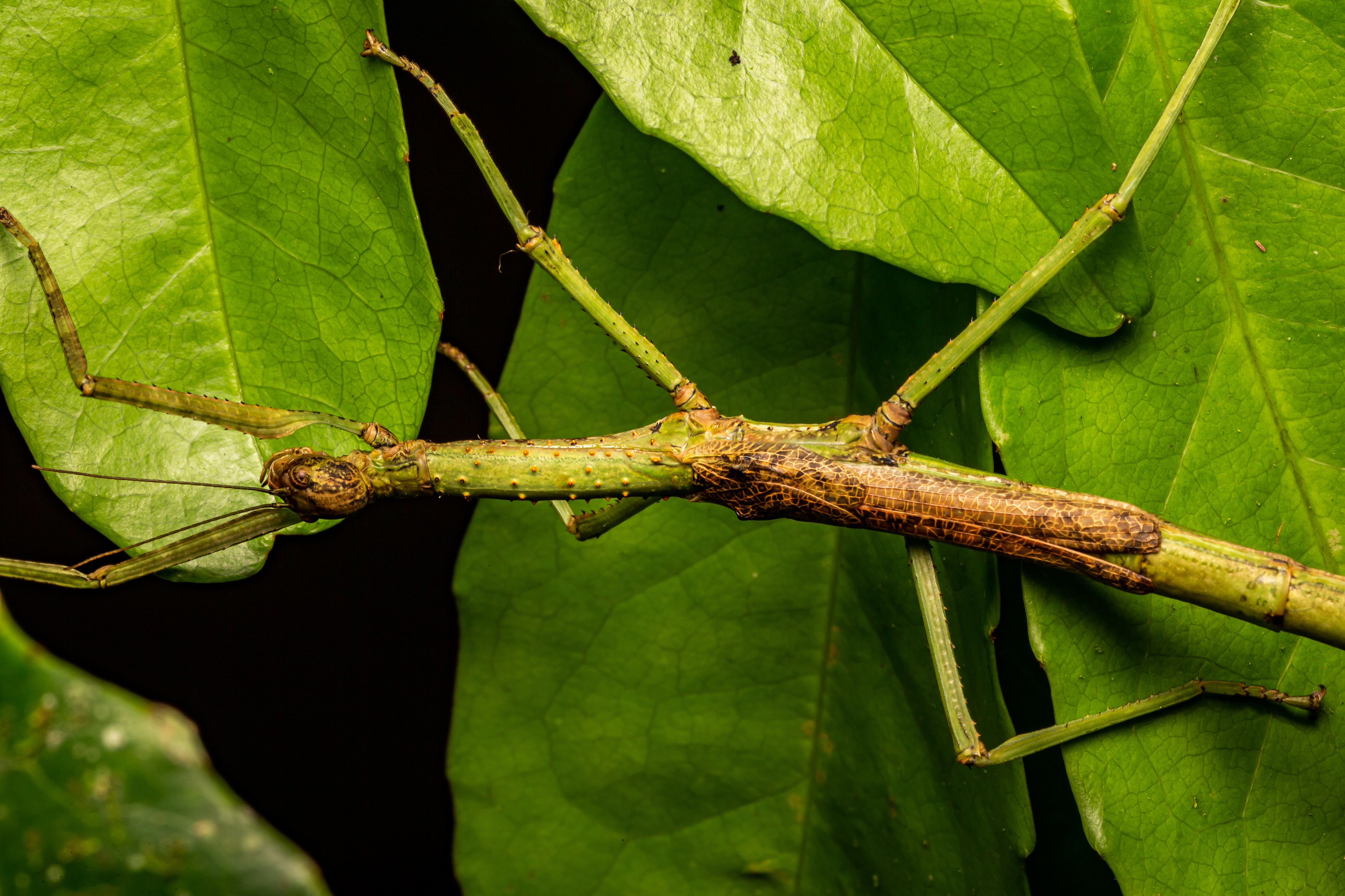 Two new stick insect species emerge from Queensland forests