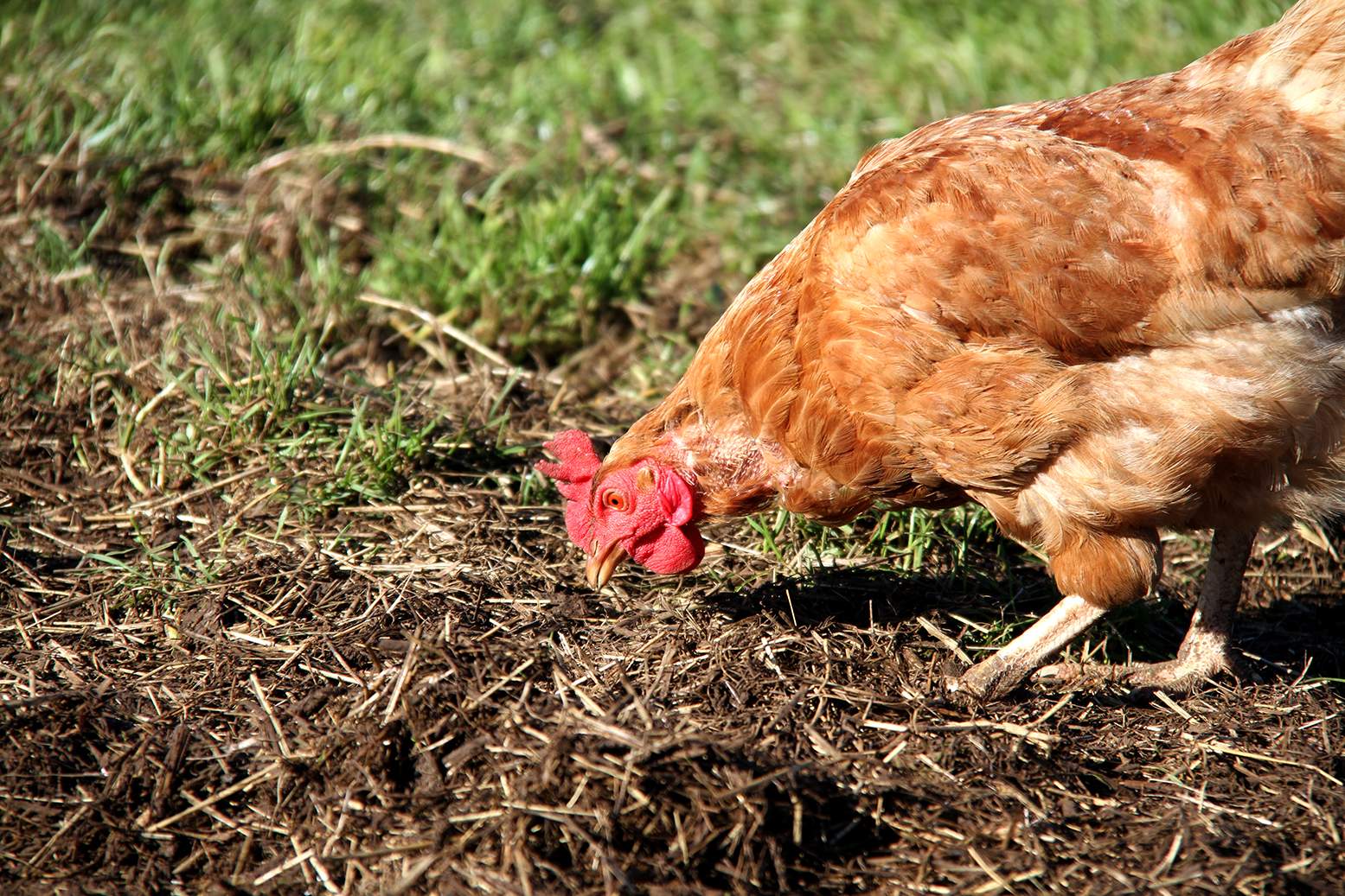 A chicken in the paddock