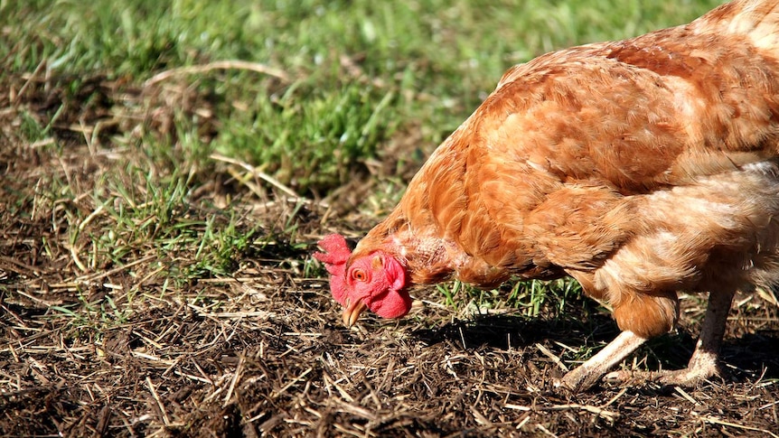 A chicken pecks the ground in the paddock.