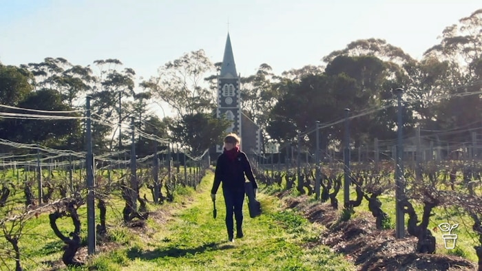 Woman walking through a vineyard with old church in background
