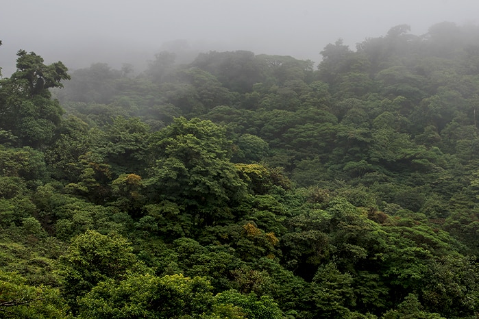 Monteverde Cloud Forest from above