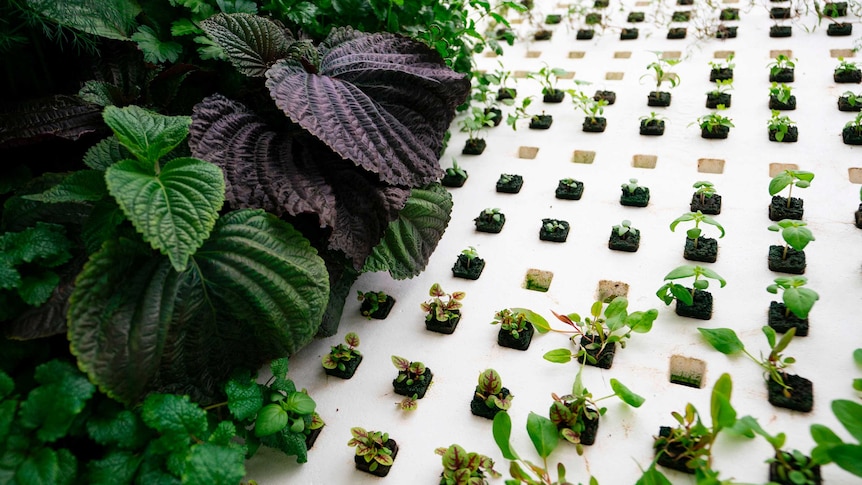 Greenery is grown in small plots in a white wall