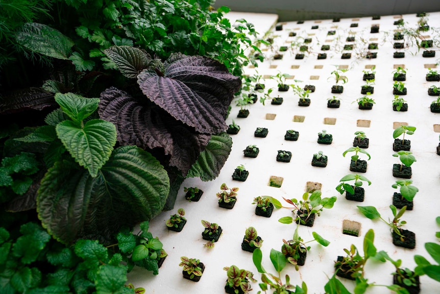 Greenery is grown in small plots in a white wall