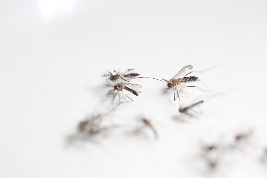 A number of small mosquitoes on a white backdrop.