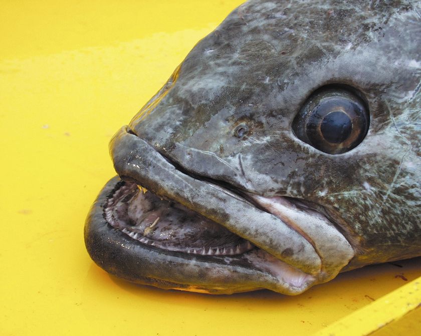 Клыкач рыба фото Масляная рыба и палтус одно тоже или нет фото Тоши Суши