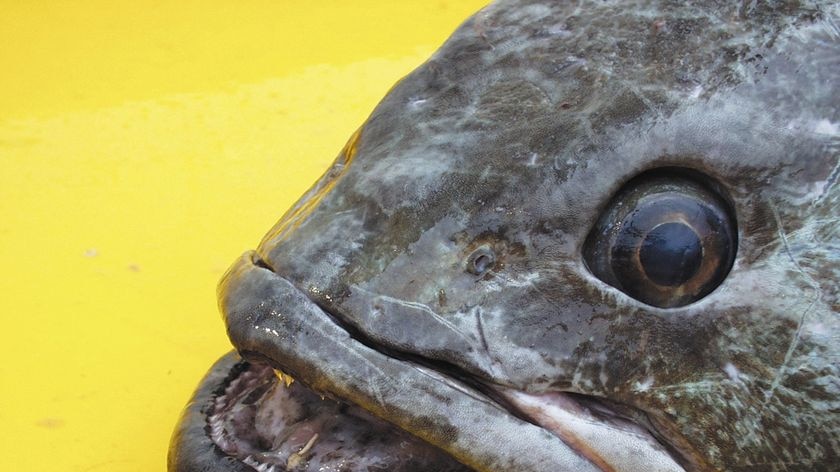 Toothfish stocks in the Southern Ocean are under threat.