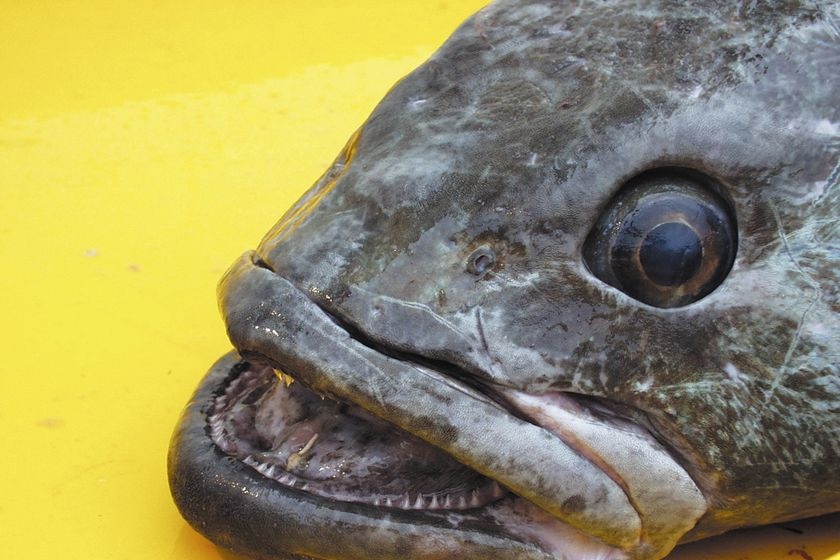 A Patagonian toothfish lies on a tray