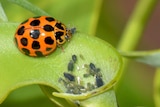 A red and black lady beetle feeds on a group of black aphids near the mouth of a tube shaped plant.