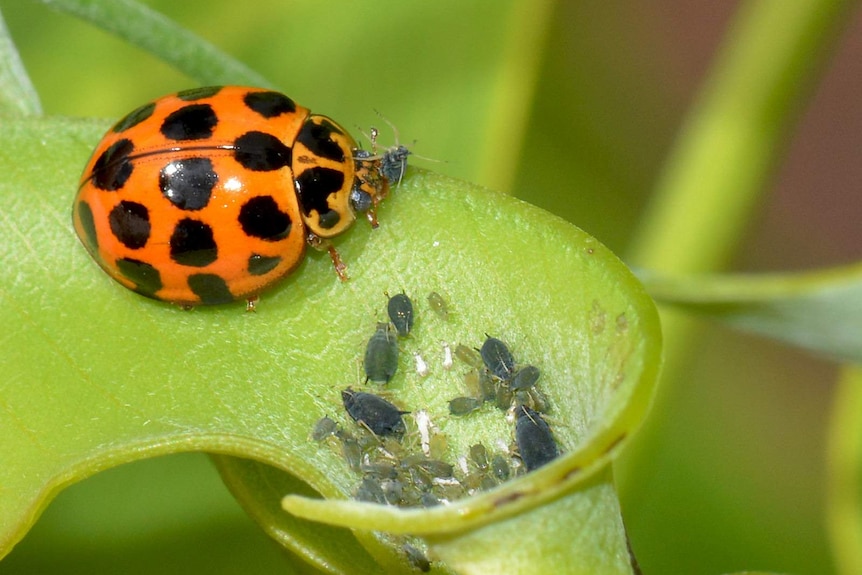 A red and black lady beetle feeds on a group of black aphids near the mouth of a tube shaped plant.