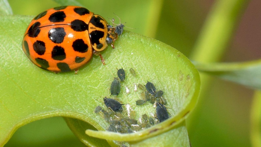 A red and black lady beetle feeds on a group of black aphids near the mouth of a tube shaped plant.