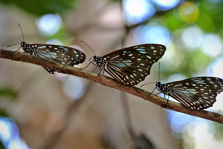 Three blue tiger butterflies lined up on a twig in a forest