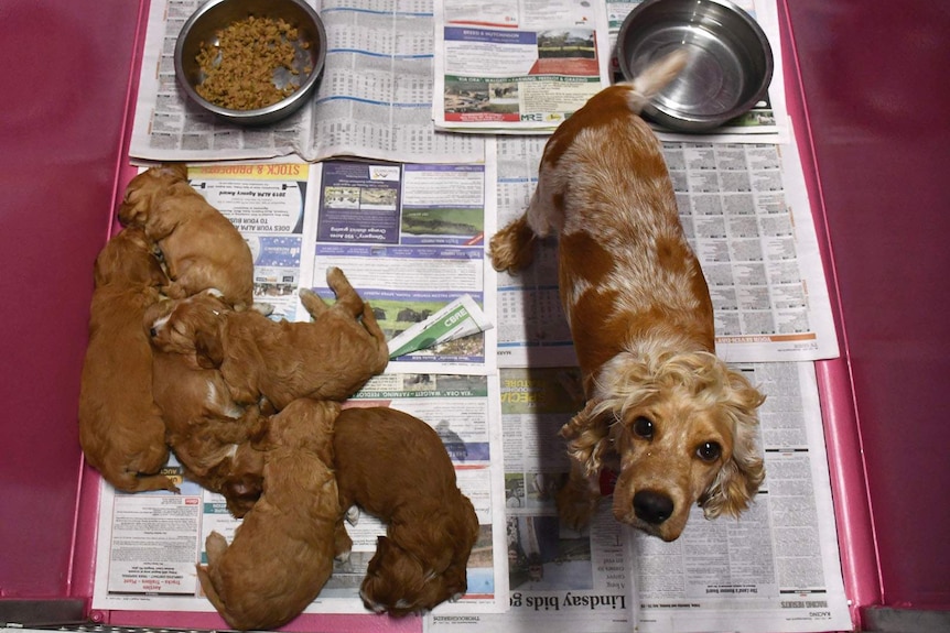 A dog and a litter of puppies in a breeding kennel