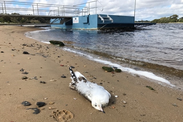 A dead seagull lies on the sand, with a marina in the background.