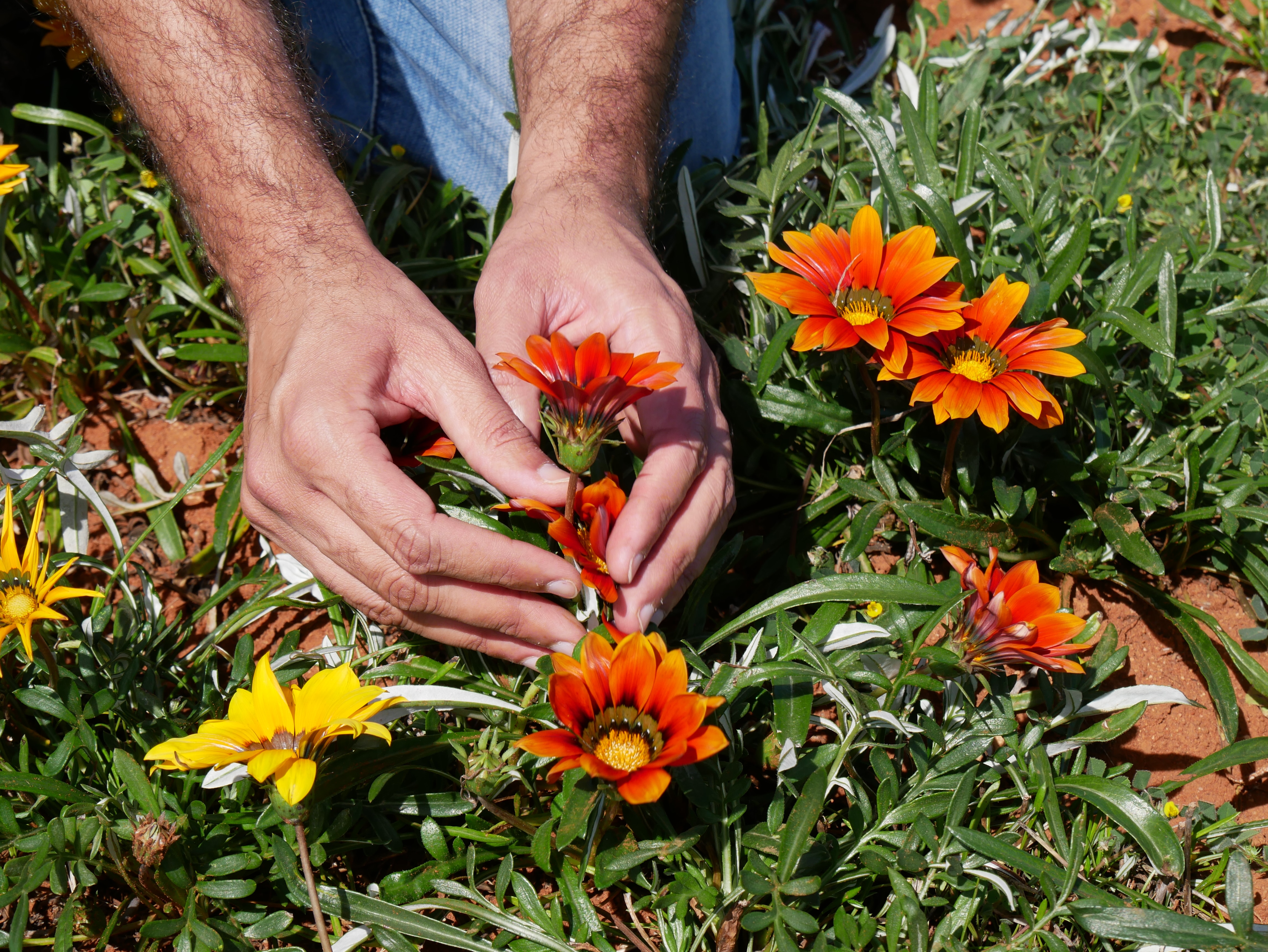 Trials to kill gazanias and help farmers reclaim paddocks