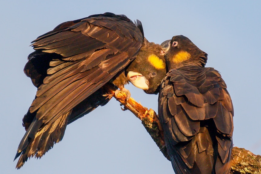 Two large black cockatoos sit together on a branch, one preening the other.
