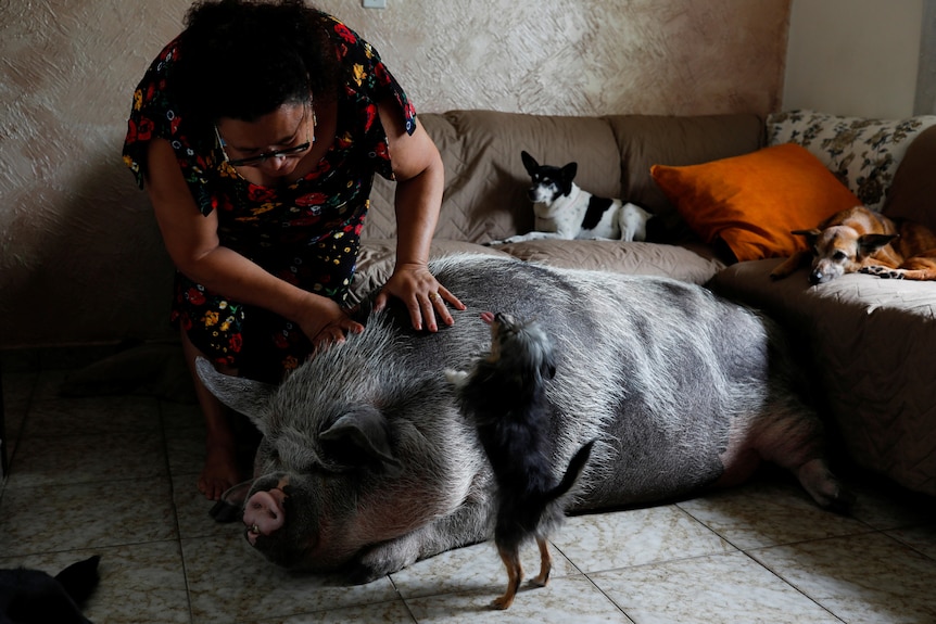 a woman pats a big pig 