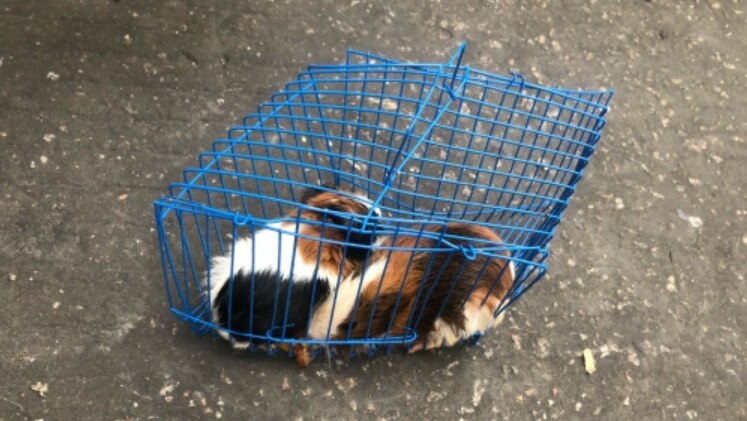 Two hamsters sit in a cage that has been warped during delivery. One corner has caved in, restricting the space inside.