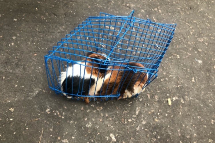 Two hamsters sit in a cage that has been warped during delivery. One corner has caved in, restricting the space inside.