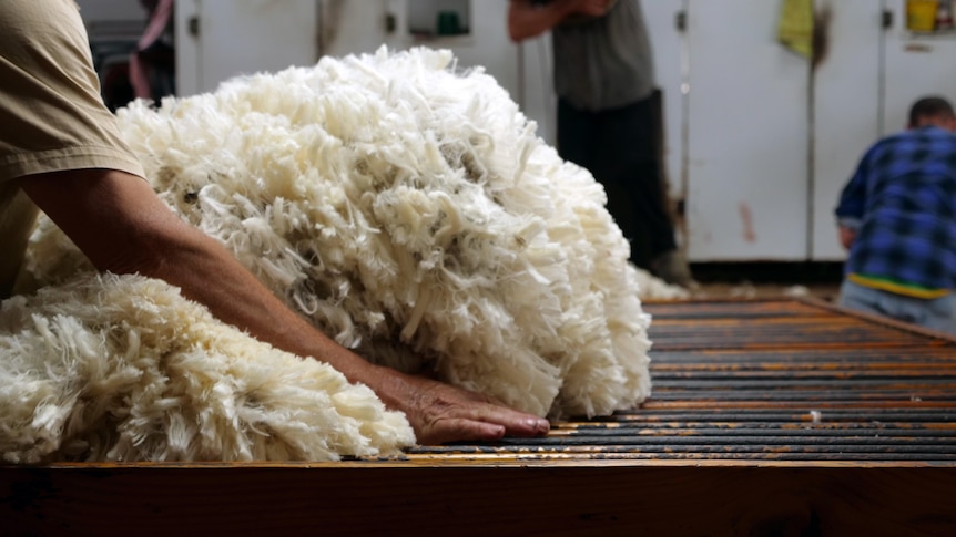 A wool classer prepares to lift a Merino fleece off a wooden classing table. The shearing board visible in the background.