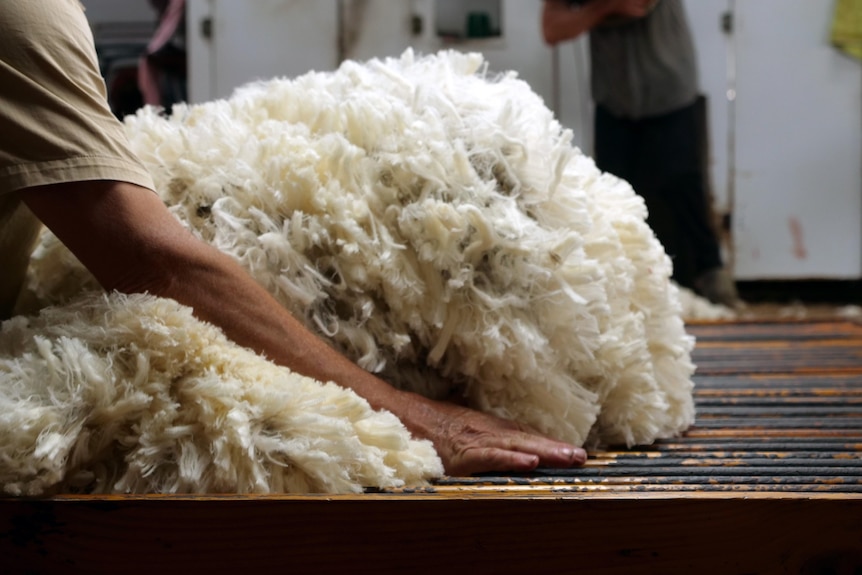 A wool classer prepares to lift a Merino fleece off a wooden classing table. The shearing board visible in the background.