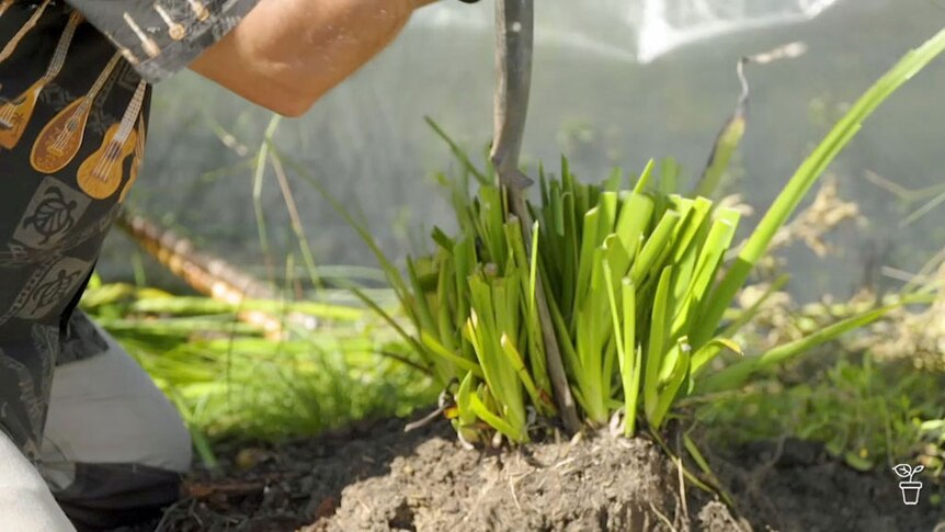 A spade being used to divide a Kangaroo Paw plant.