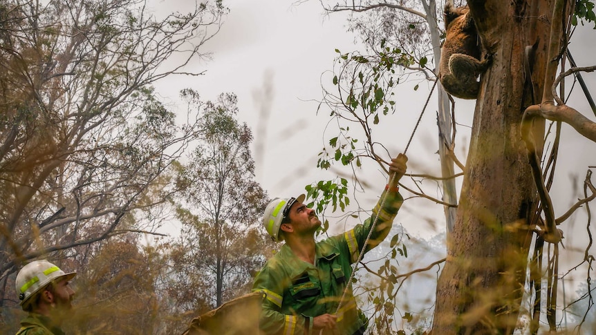 Two men work to get an injured koala out of a tree