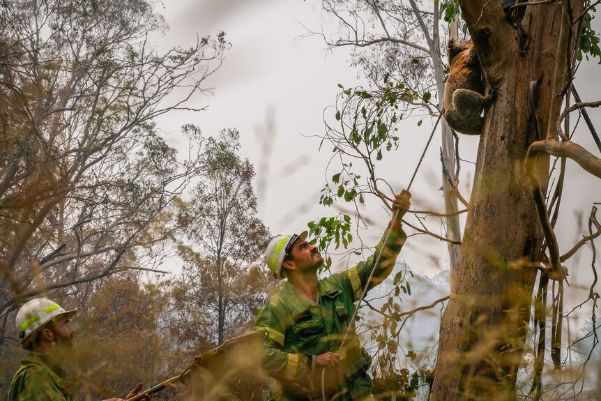 Two men work to get an injured koala out of a tree