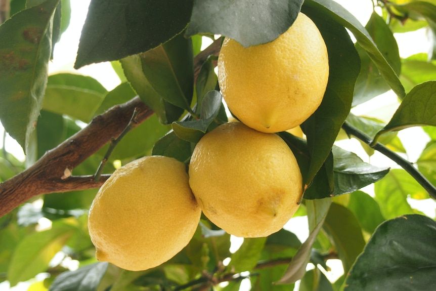 photo of three lemons on a lemon tree branch