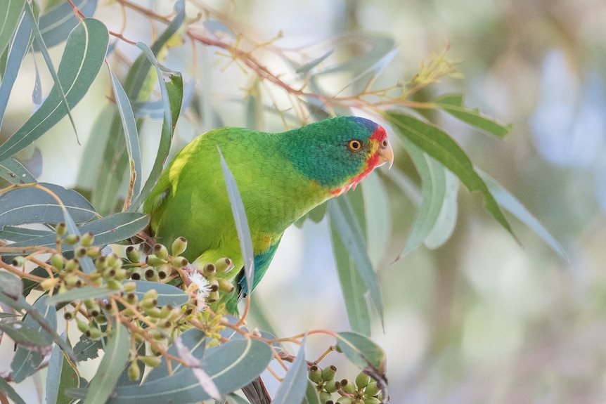 A green red and yellow bird sits on a leafy branch