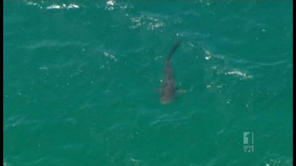 Fatal shark attack questions protected species status - ABC News