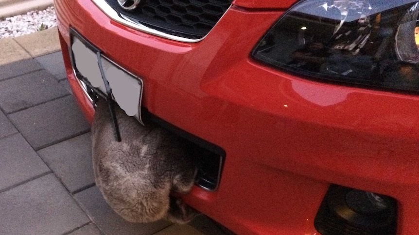 A koala hangs on to the front of Rachel Allgood's car after avoiding being run over.