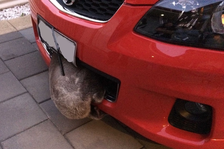 A koala hangs on to the front of Rachel Allgood's car after avoiding being run over.