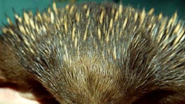 an echidna